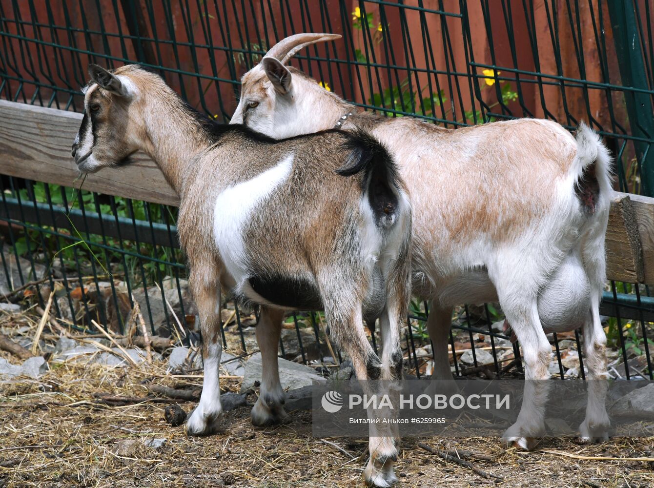 Зоопарк "Садгород" во Владивостоке открылся для посетителей