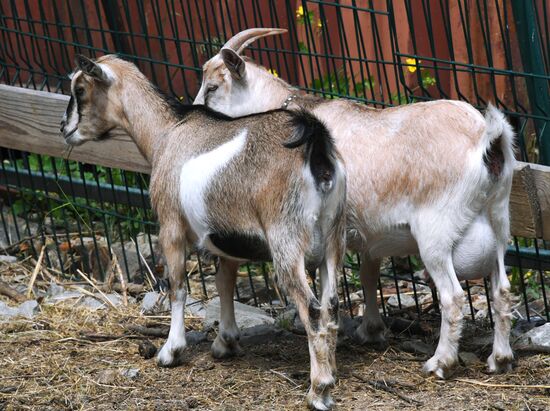 Зоопарк "Садгород" во Владивостоке открылся для посетителей 