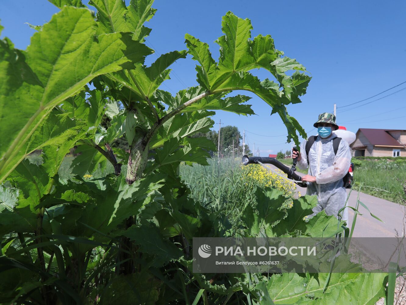 Уничтожение борщевика в Тульской области 