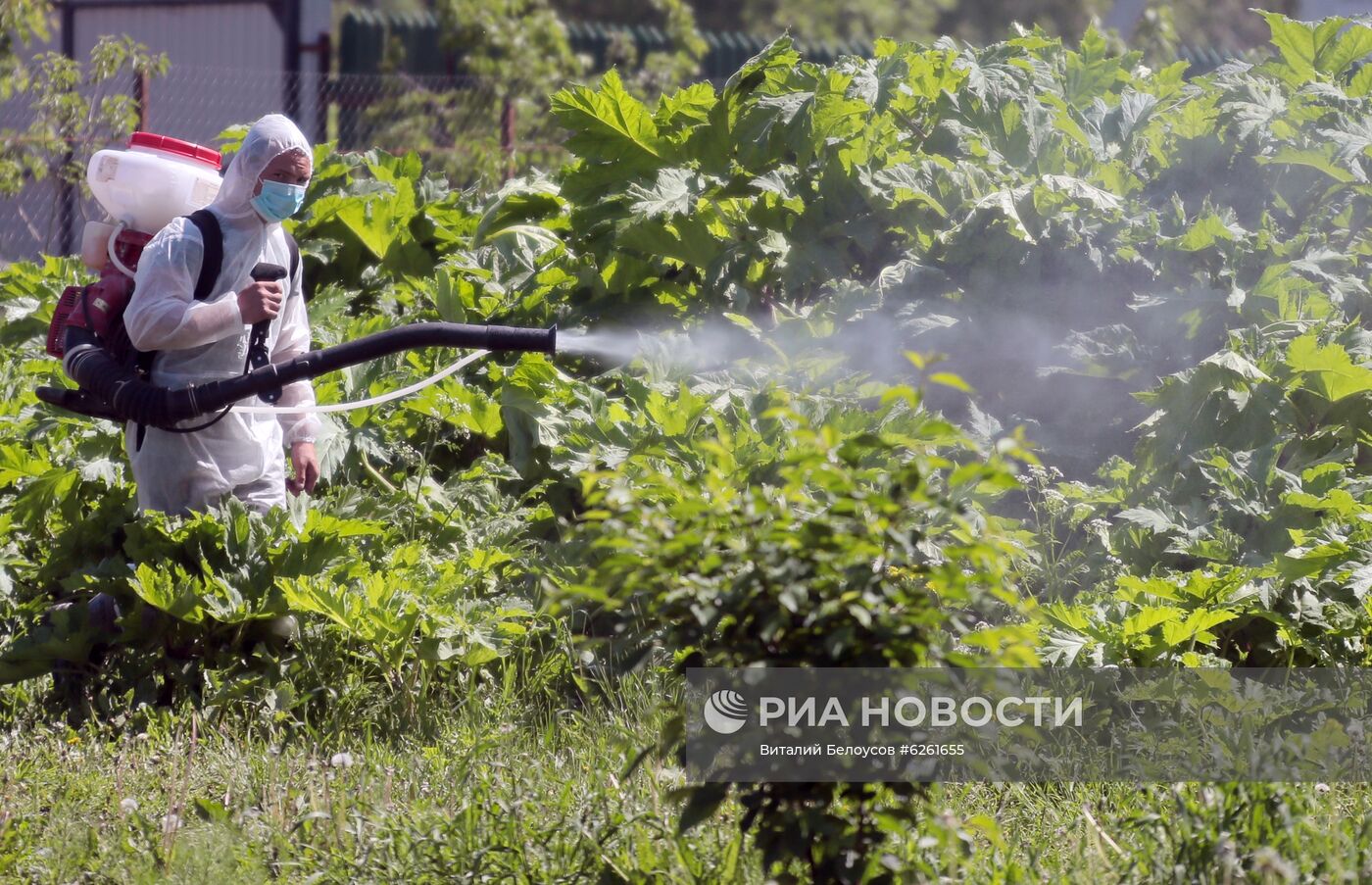 Уничтожение борщевика в Тульской области 