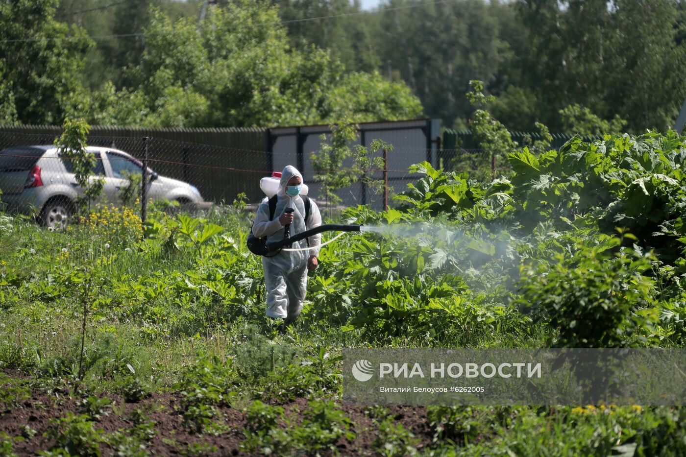 Уничтожение борщевика в Тульской области