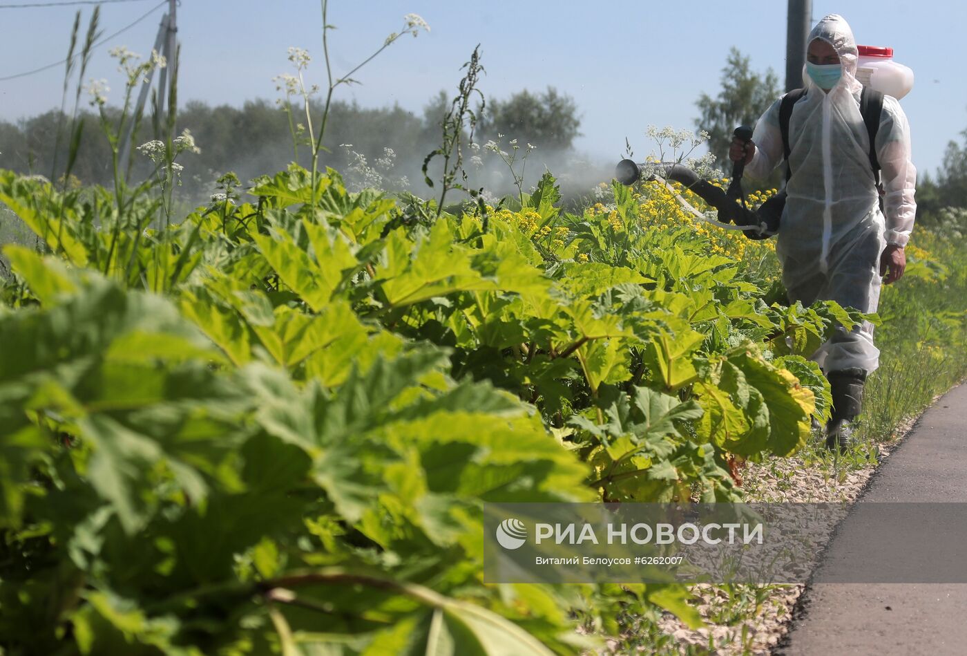 Уничтожение борщевика в Тульской области 