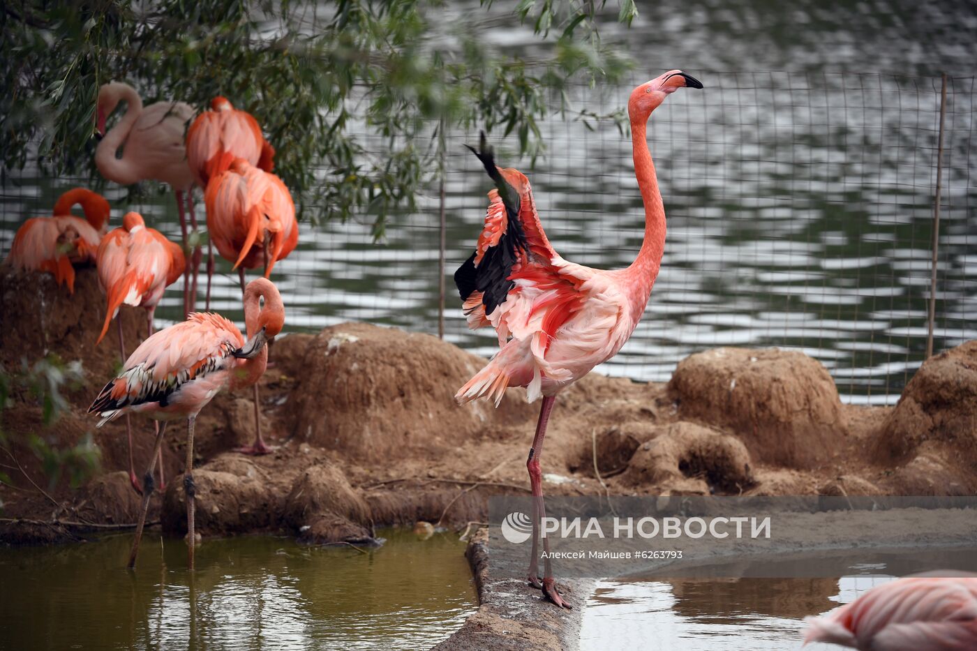Подготовка Московского зоопарка к открытию после карантина 
