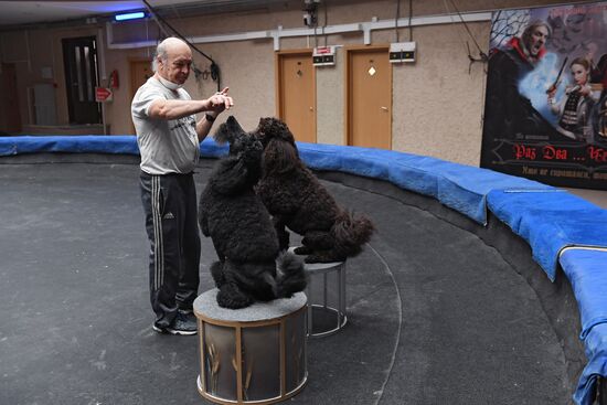 Возобновление репетиций в Большом Московском цирке