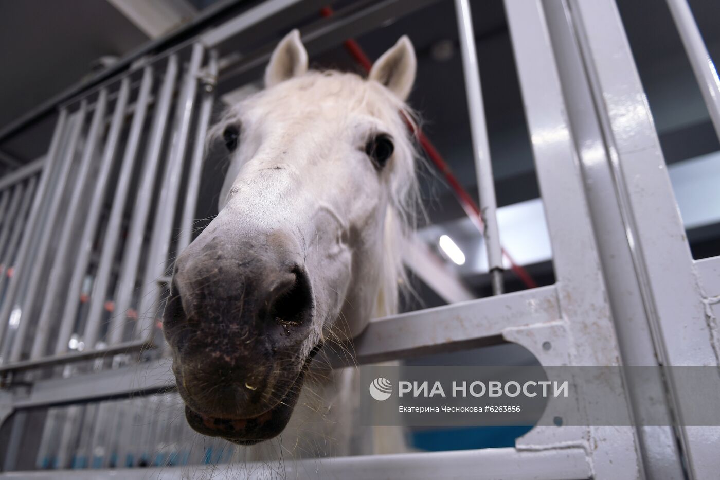 Возобновление репетиций в Большом Московском цирке
