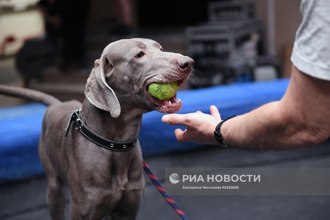 Возобновление репетиций в Большом Московском цирке