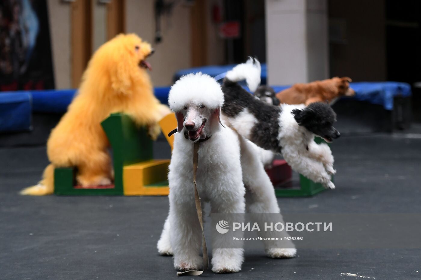 Возобновление репетиций в Большом Московском цирке