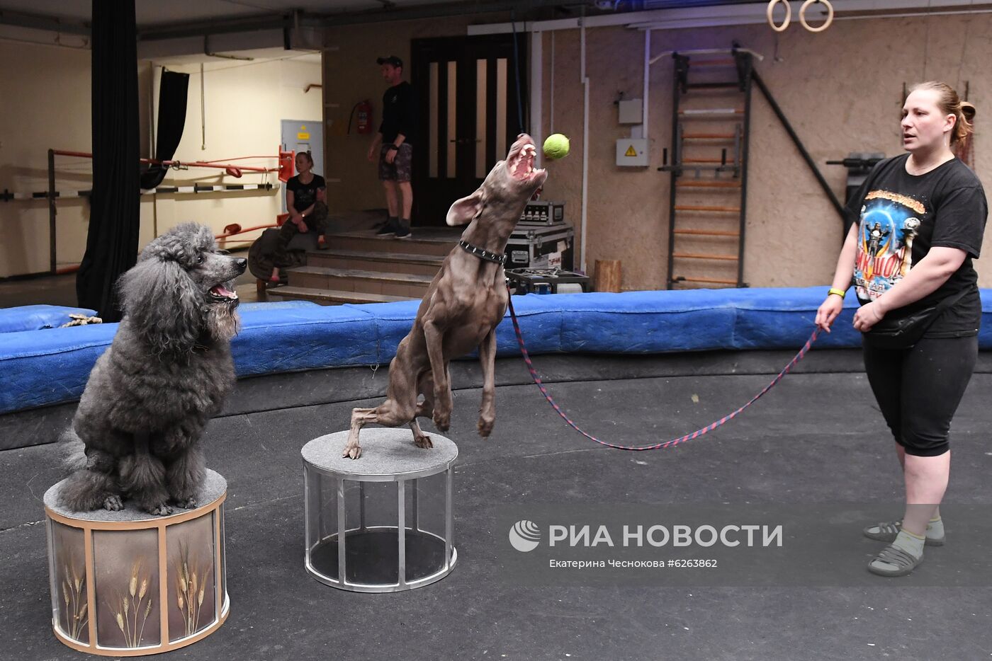 Возобновление репетиций в Большом Московском цирке