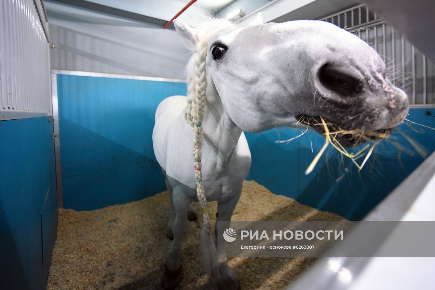 Возобновление репетиций в Большом Московском цирке