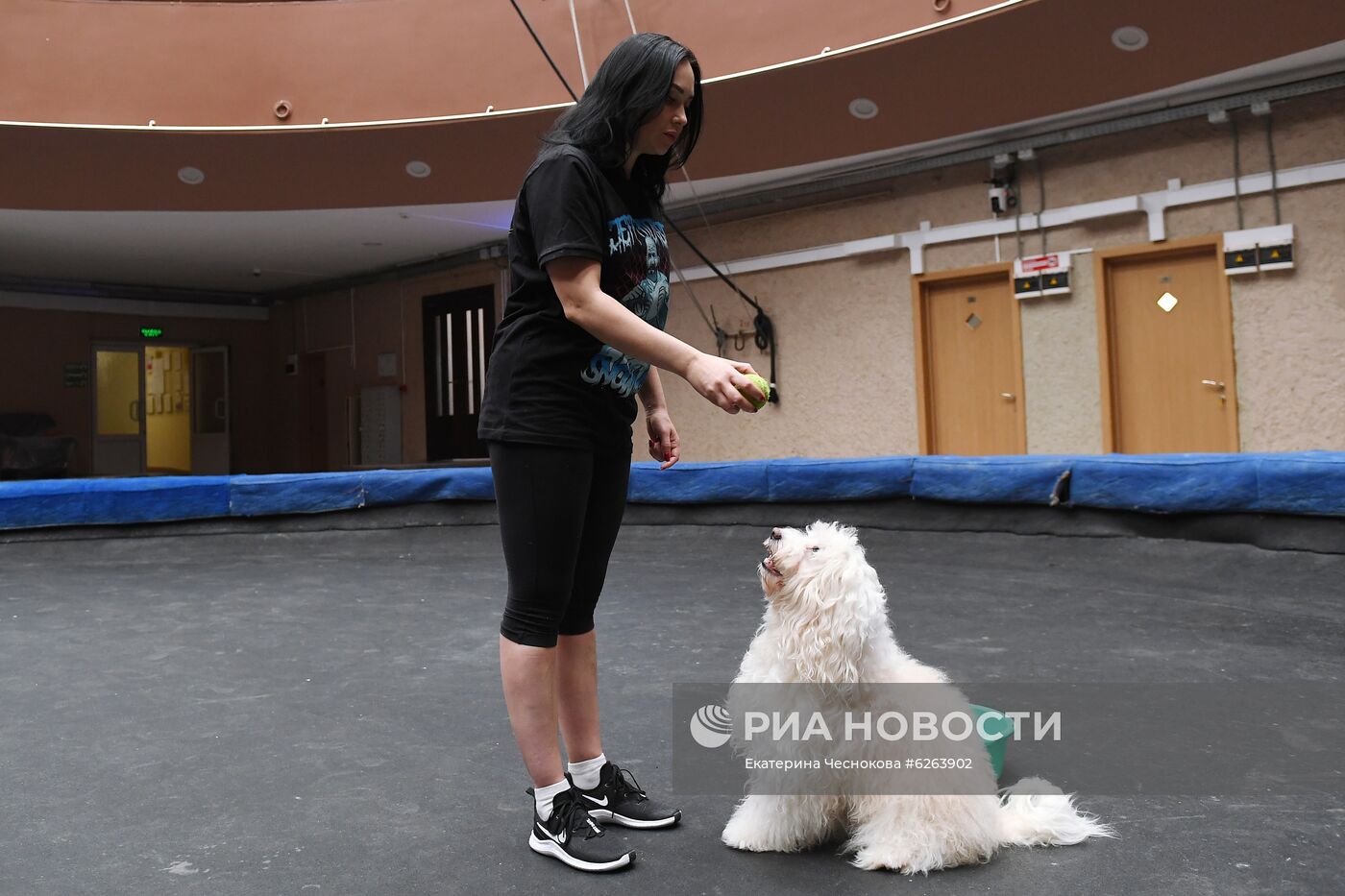 Возобновление репетиций в Большом Московском цирке