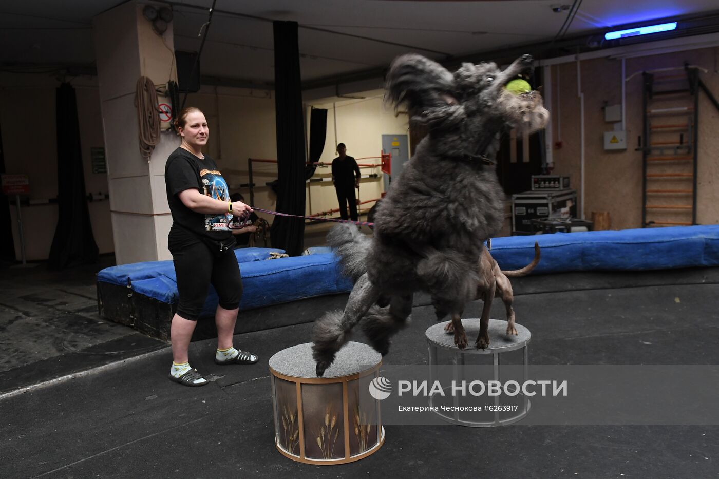 Возобновление репетиций в Большом Московском цирке