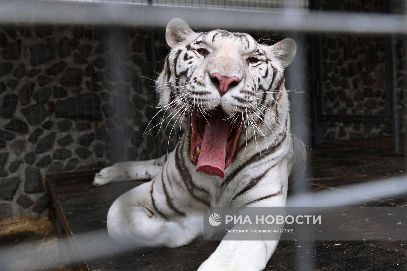 Возобновление репетиций в Большом Московском цирке