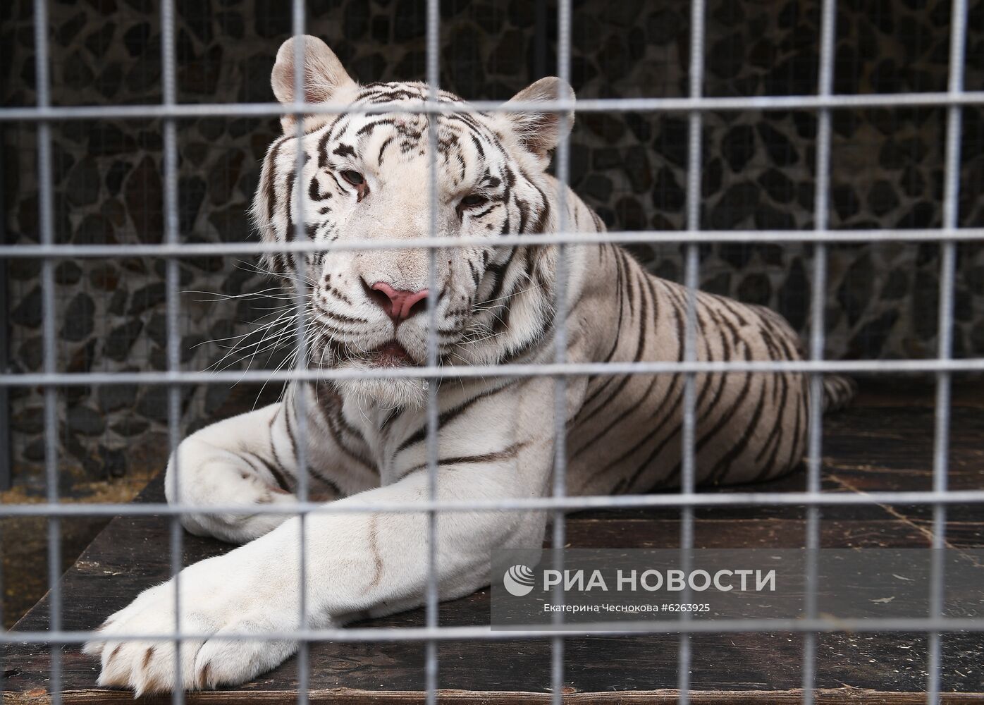 Возобновление репетиций в Большом Московском цирке