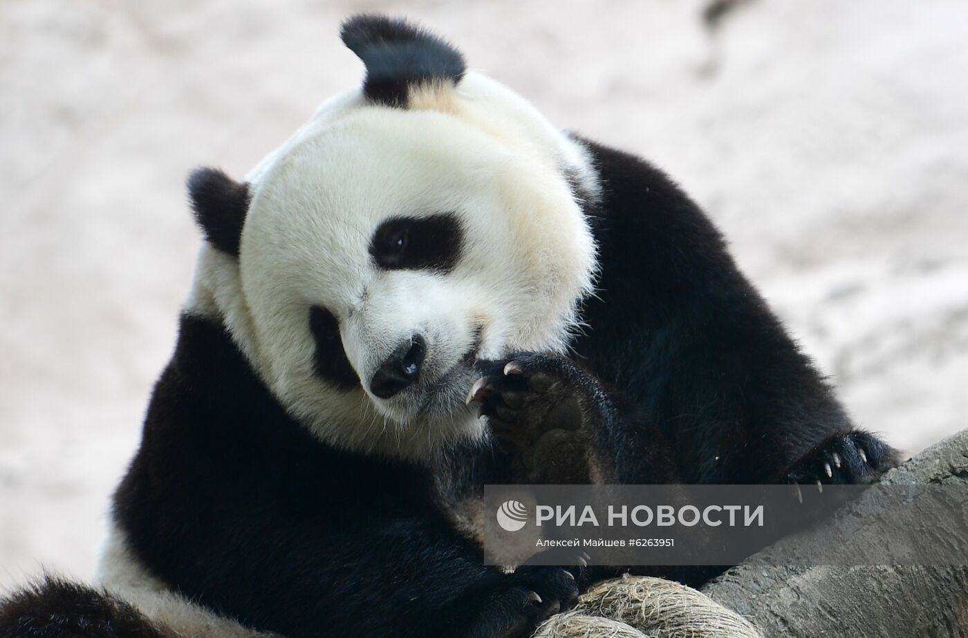 Подготовка Московского зоопарка к открытию после карантина