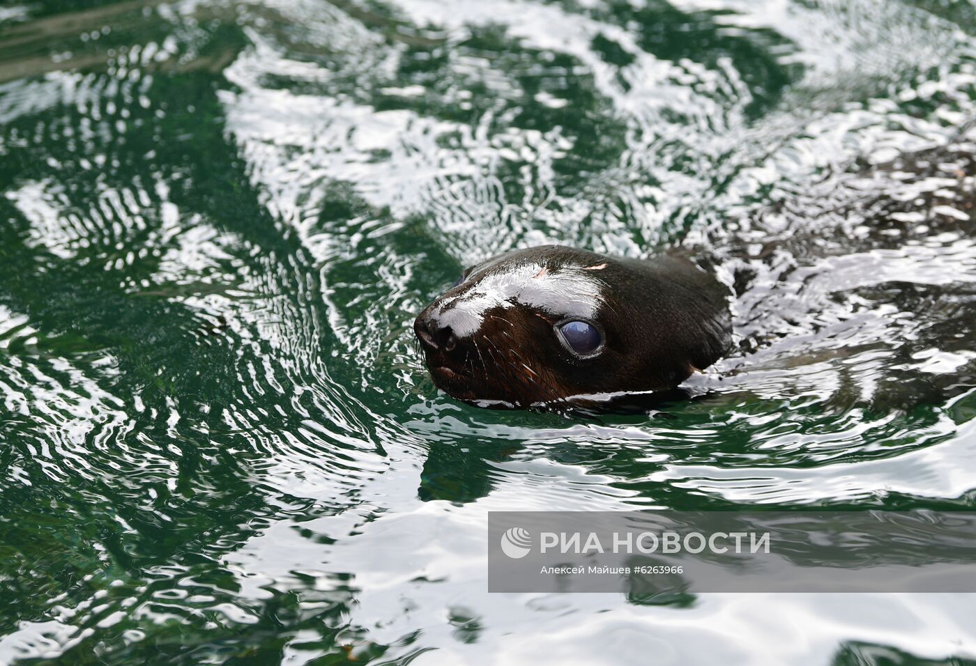 Подготовка Московского зоопарка к открытию после карантина