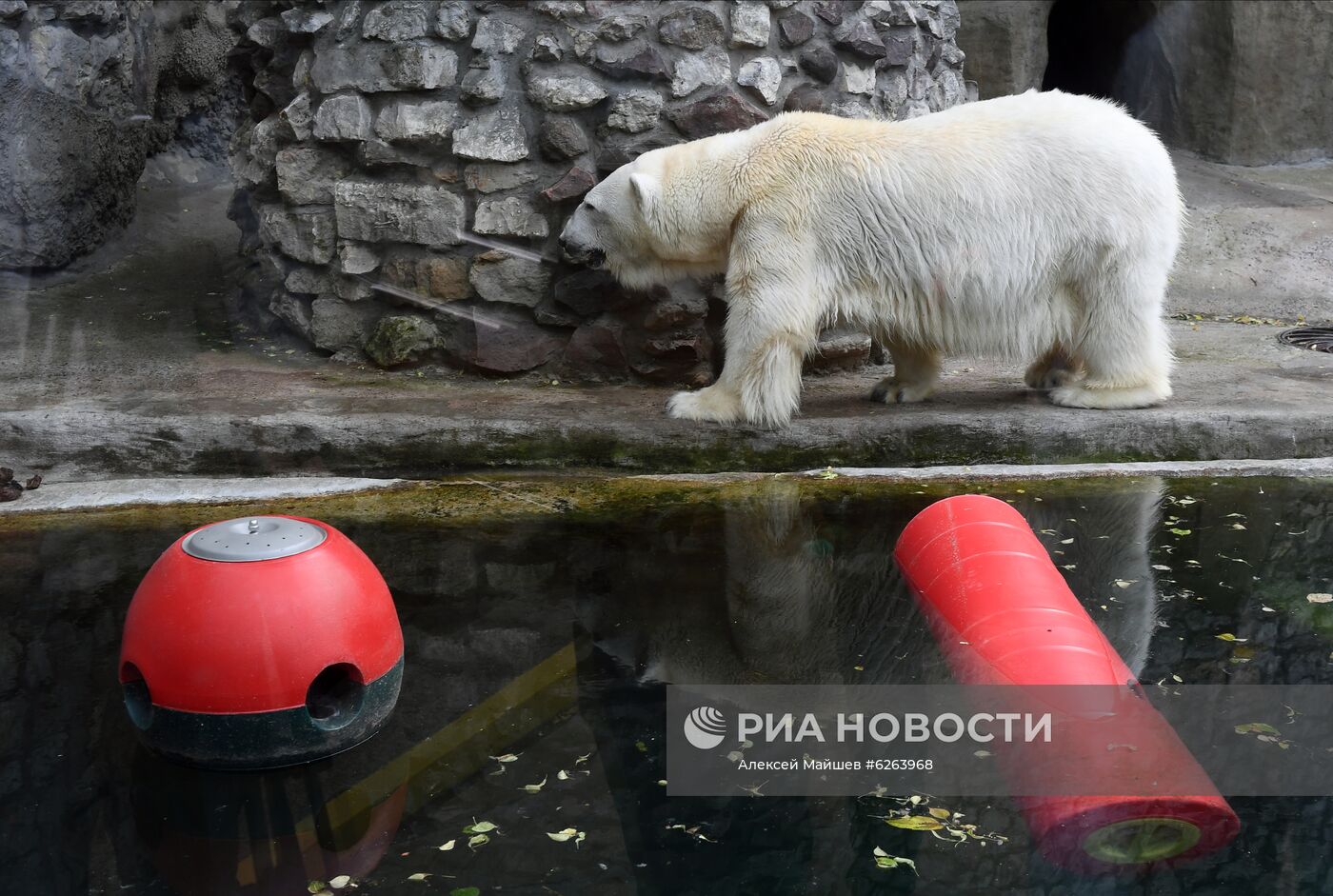 Подготовка Московского зоопарка к открытию после карантина