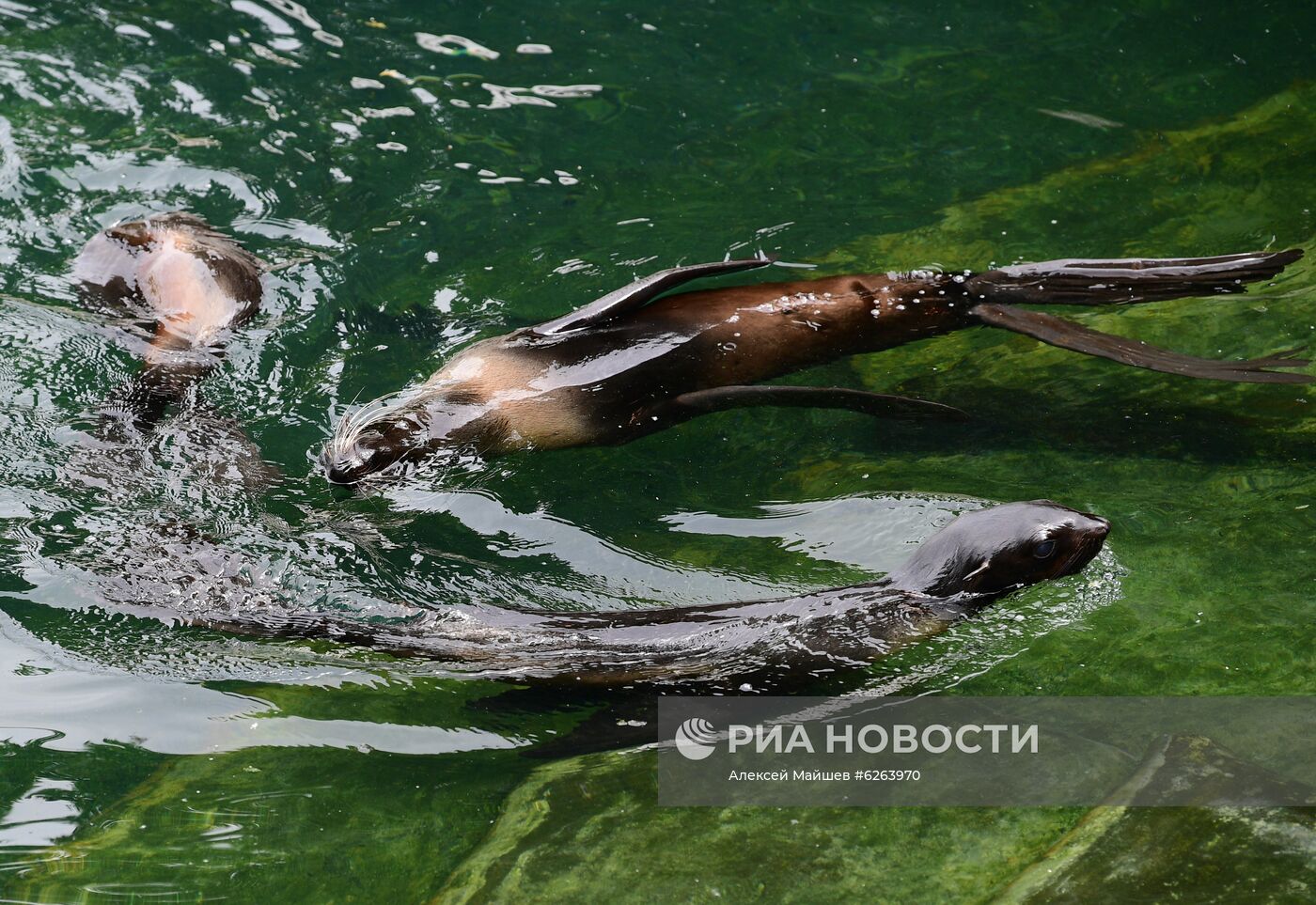 Подготовка Московского зоопарка к открытию после карантина