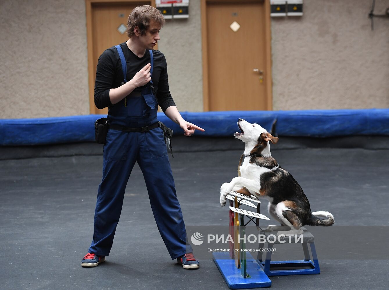 Возобновление репетиций в Большом Московском цирке