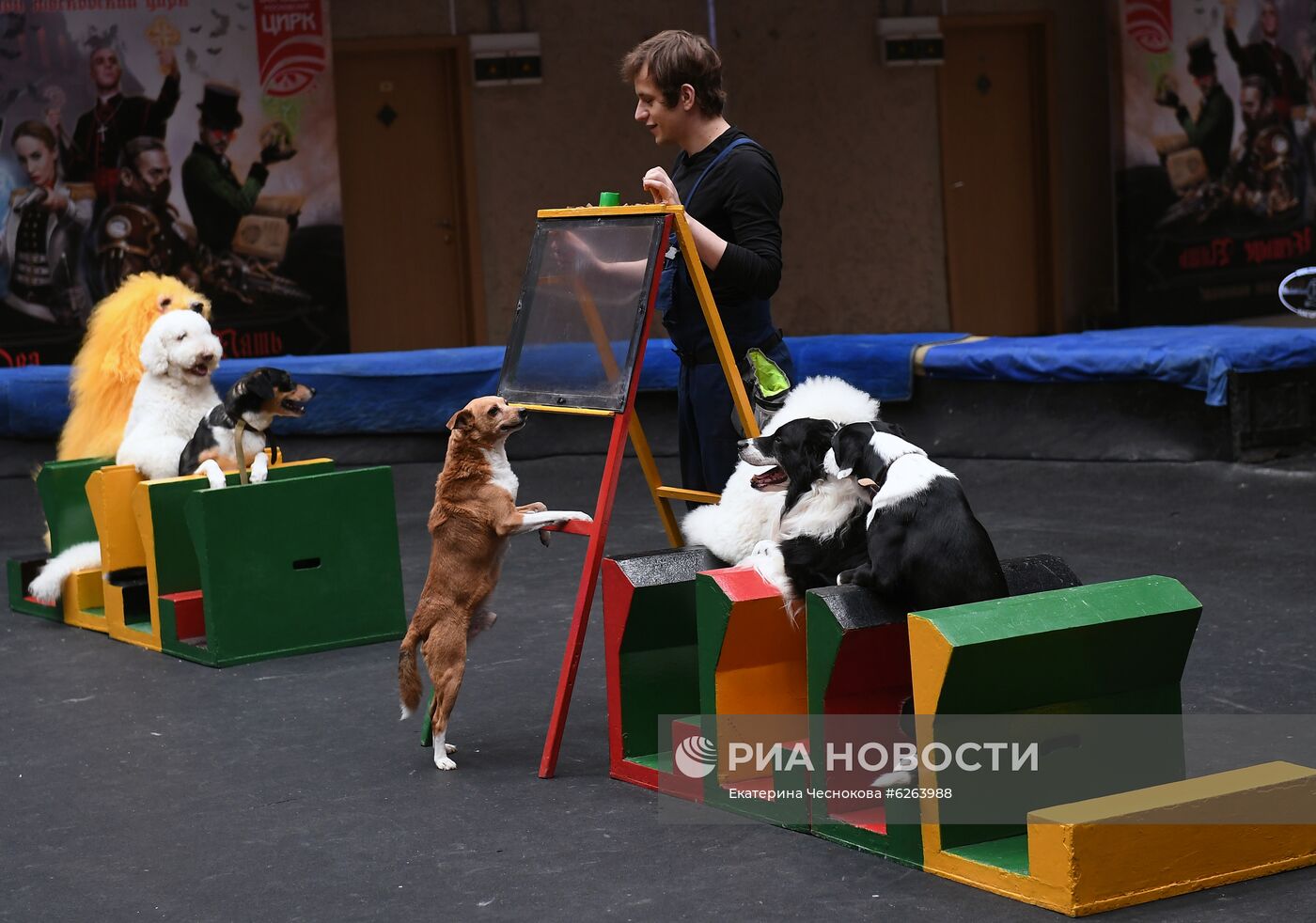 Возобновление репетиций в Большом Московском цирке