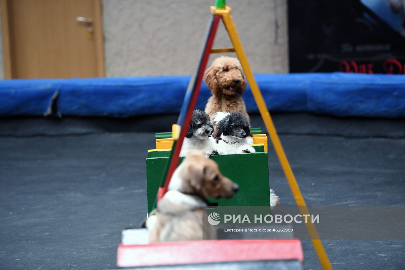 Возобновление репетиций в Большом Московском цирке