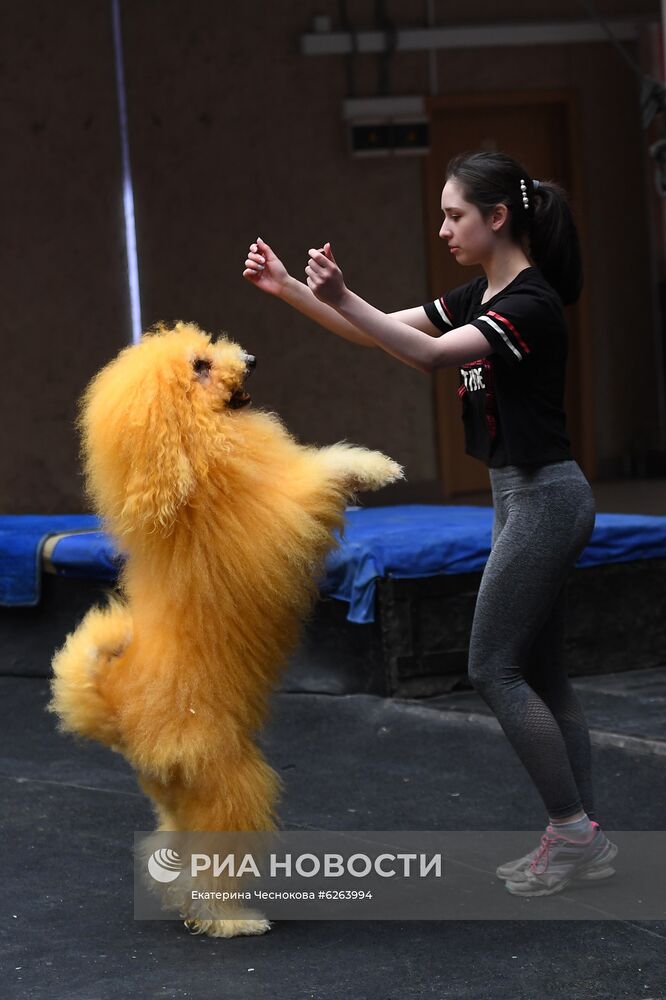 Возобновление репетиций в Большом Московском цирке