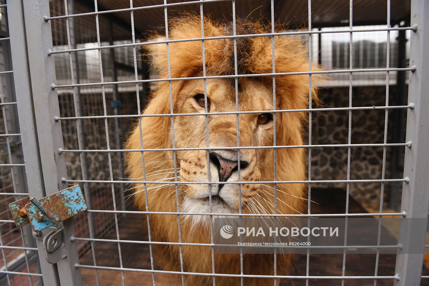 Возобновление репетиций в Большом Московском цирке