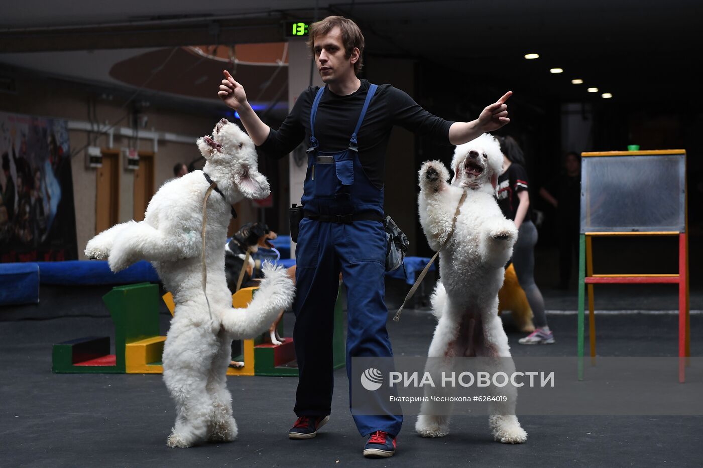 Возобновление репетиций в Большом Московском цирке