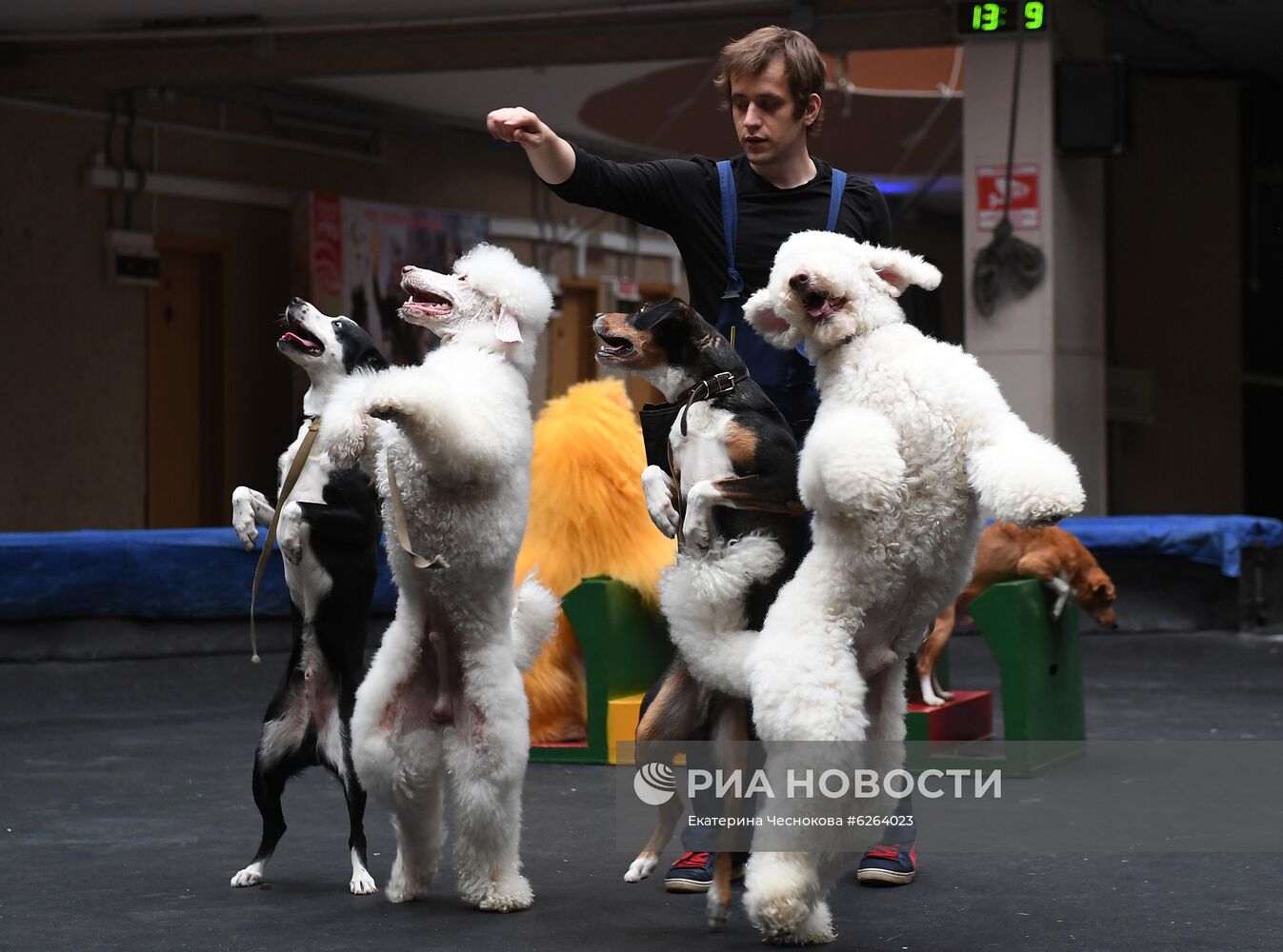 Возобновление репетиций в Большом Московском цирке