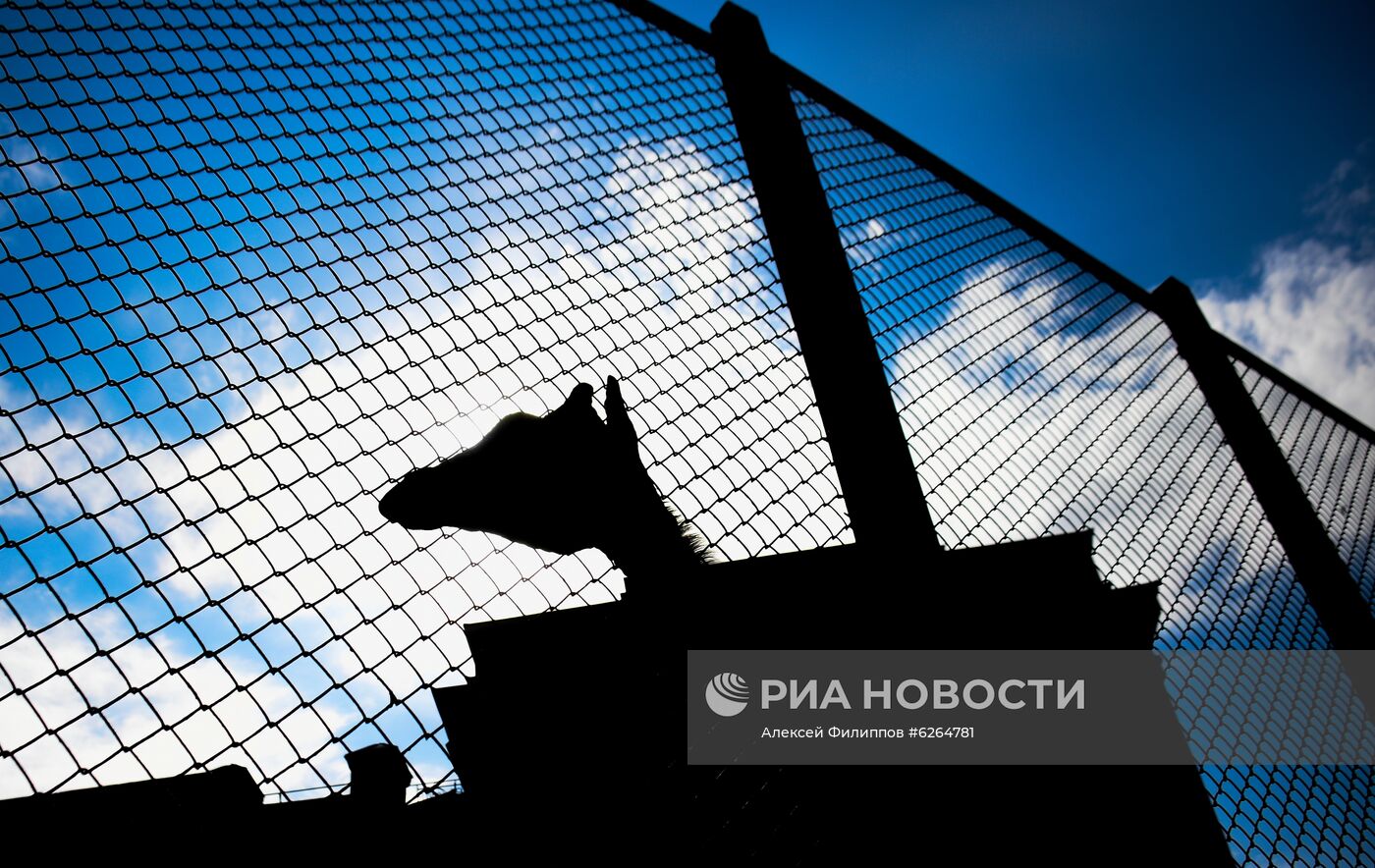 Московский зоопарк возобновил работу