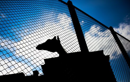 Московский зоопарк возобновил работу