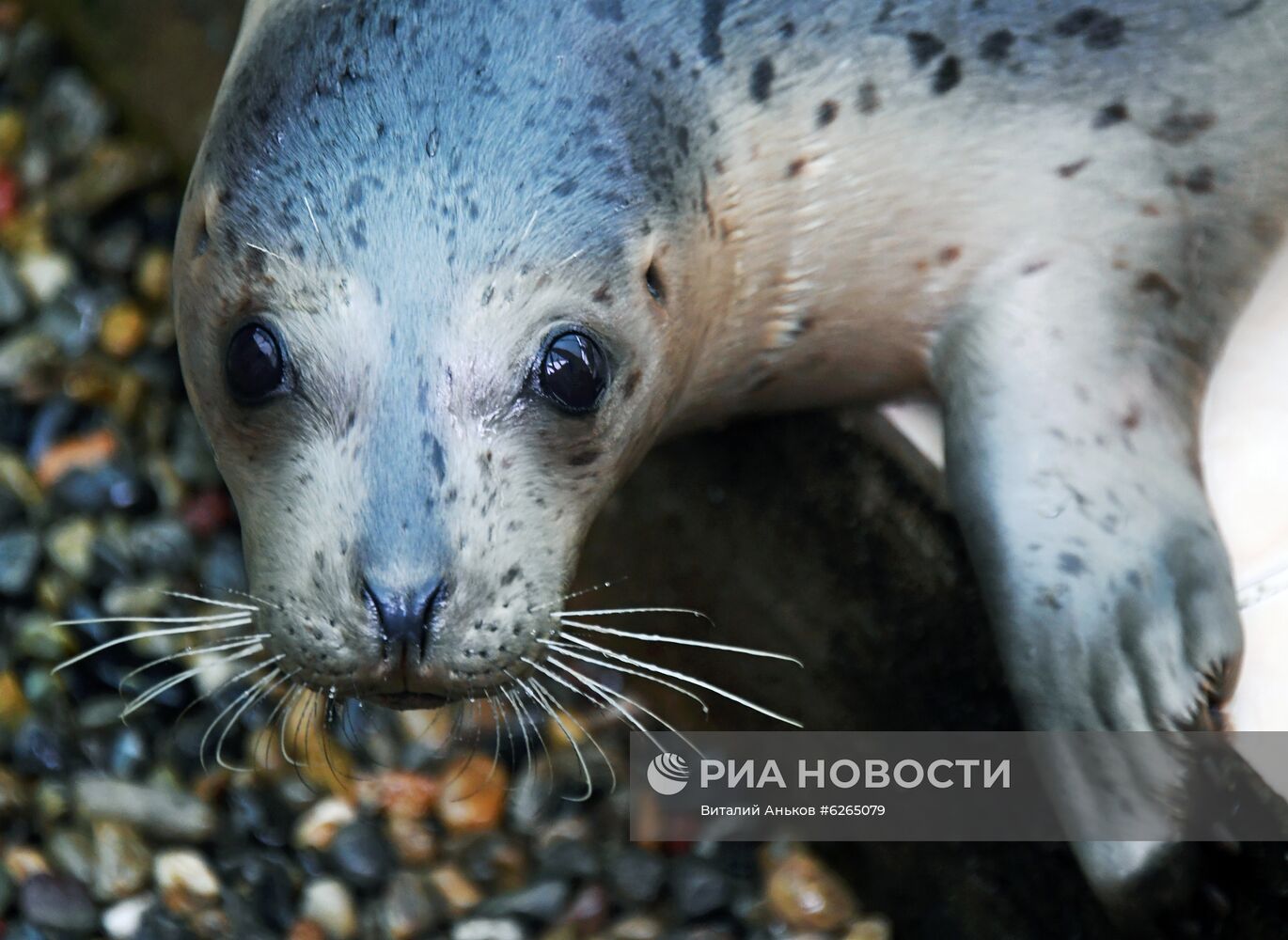 Центр реабилитации морских млекопитающих "Тюлень" в Приморском крае