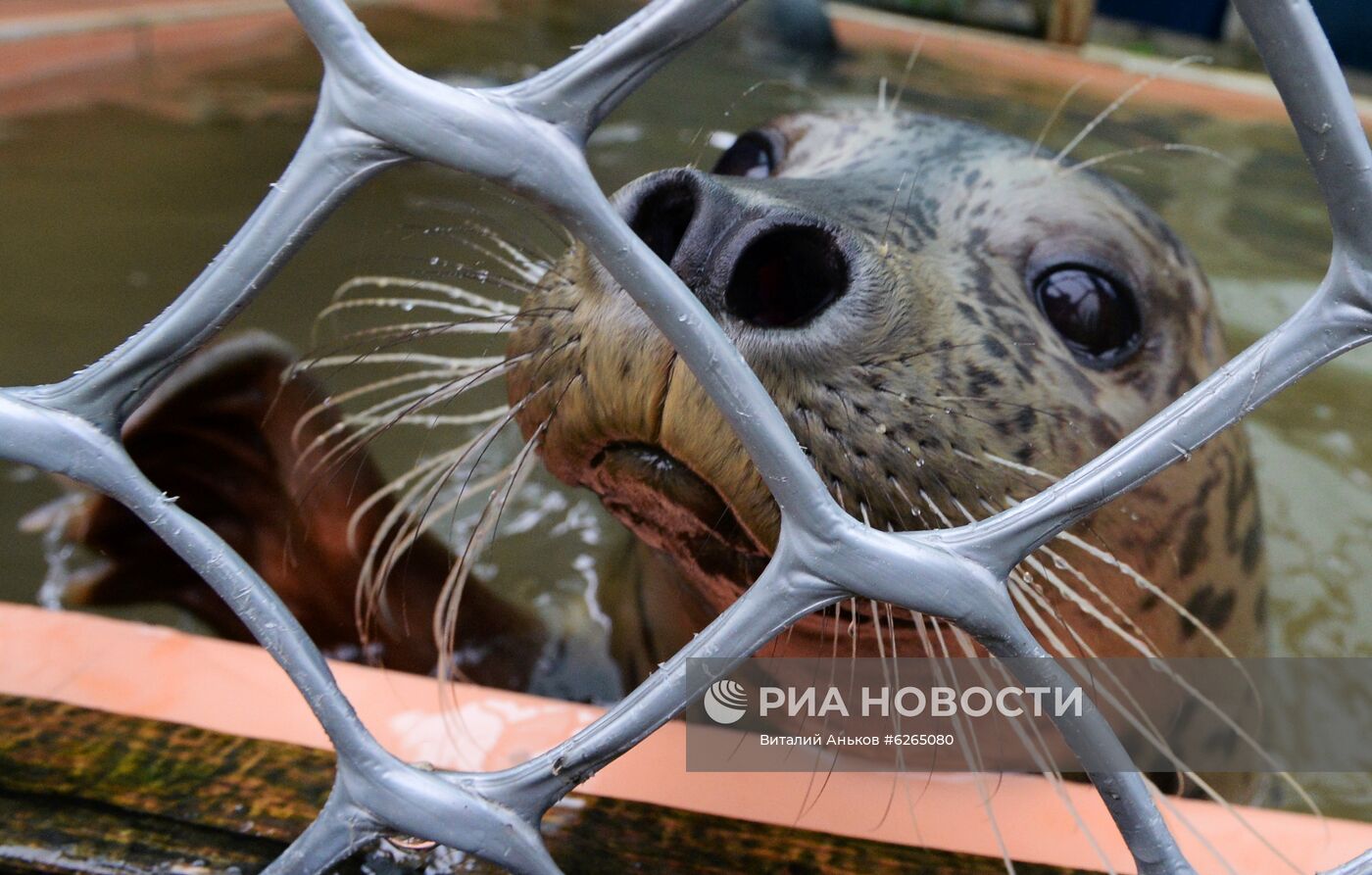 Центр реабилитации морских млекопитающих "Тюлень" в Приморском крае