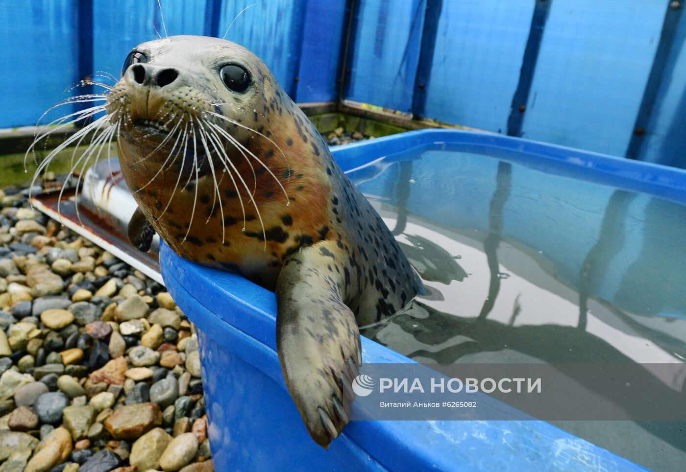 Центр реабилитации морских млекопитающих "Тюлень" в Приморском крае
