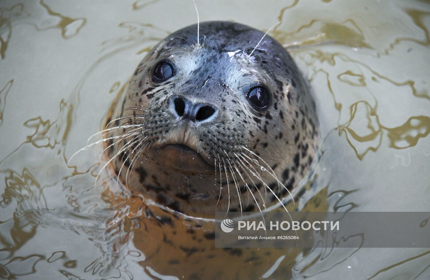 Центр реабилитации морских млекопитающих "Тюлень" в Приморском крае