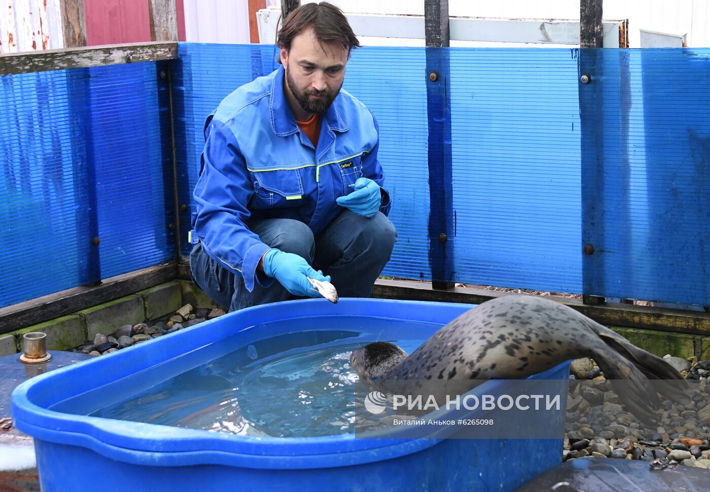 Центр реабилитации морских млекопитающих "Тюлень" в Приморском крае