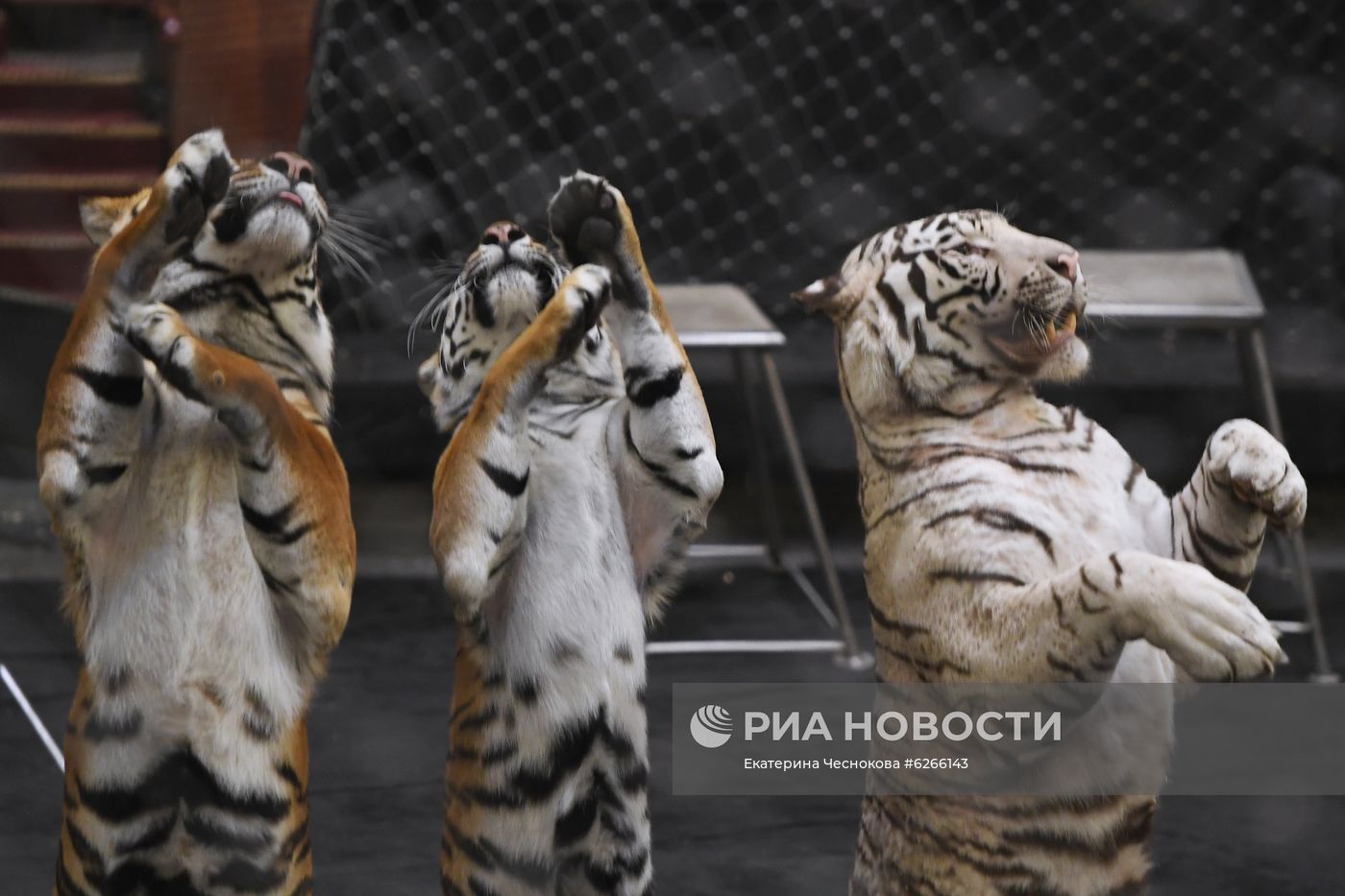 Репетиция в Большом Московском цирке