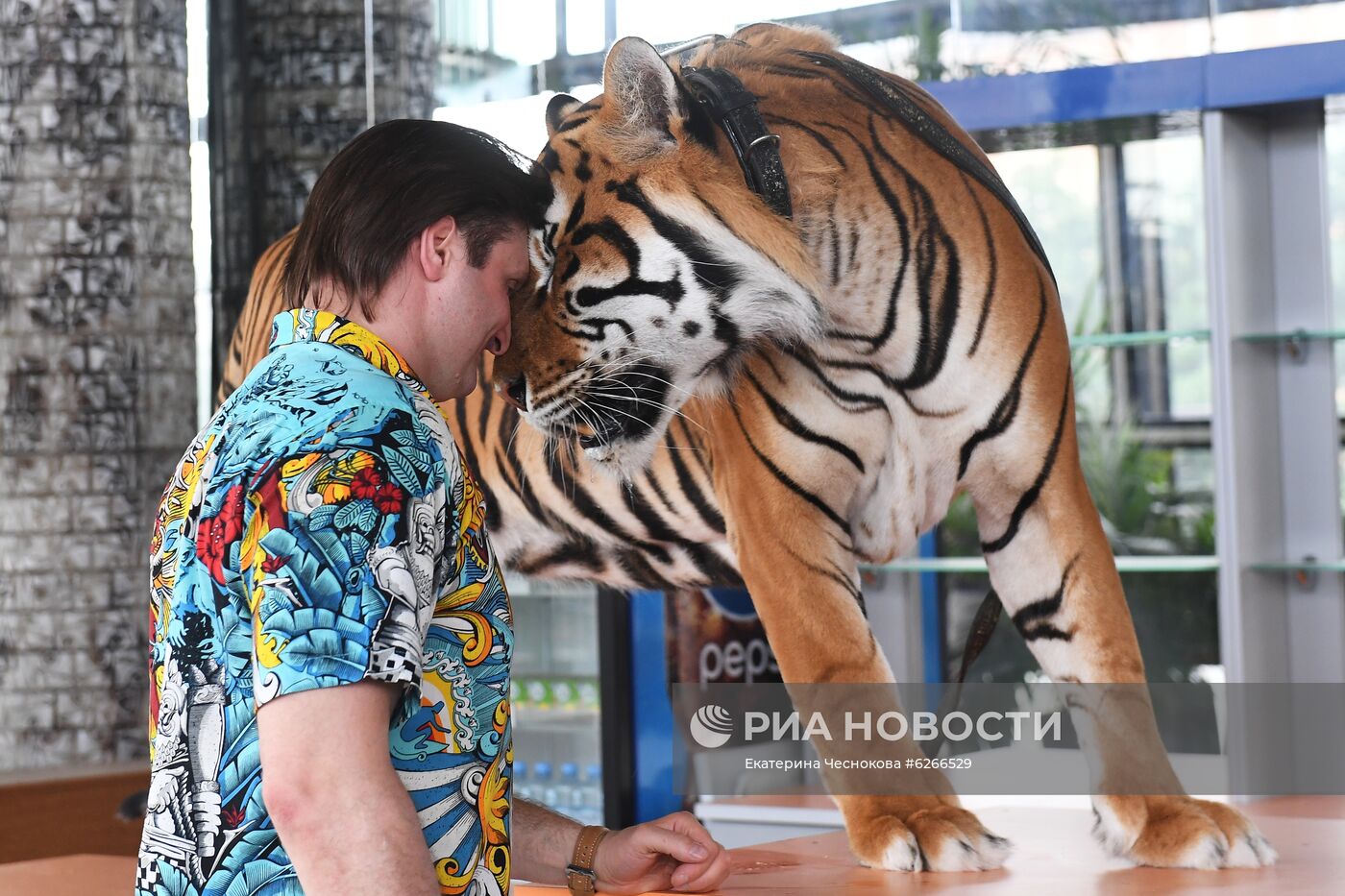 Репетиция в Большом Московском цирке