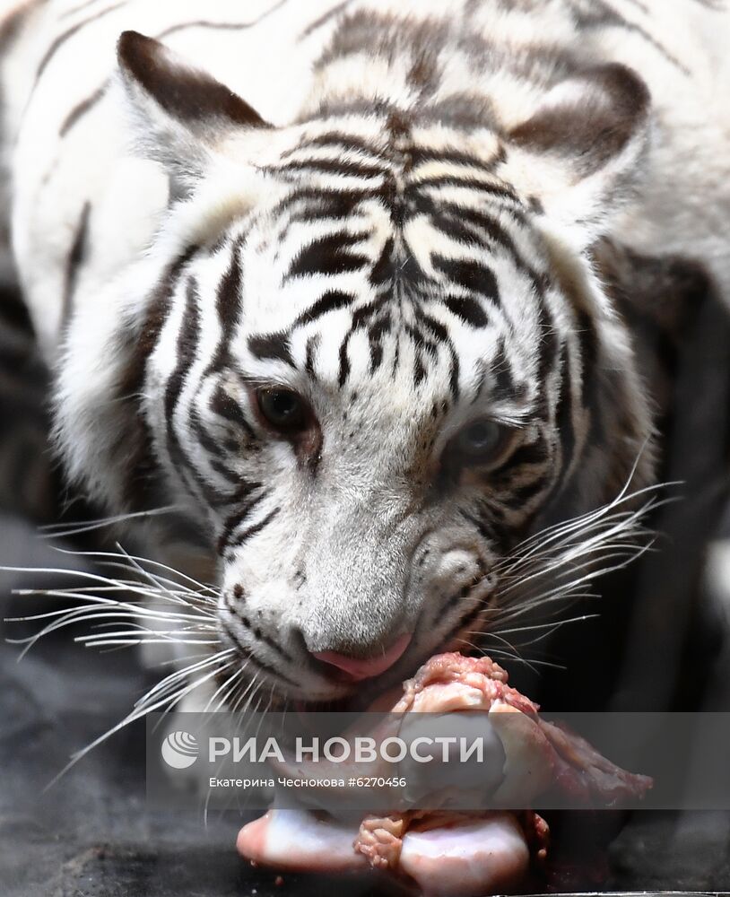 Репетиция в Большом Московском цирке