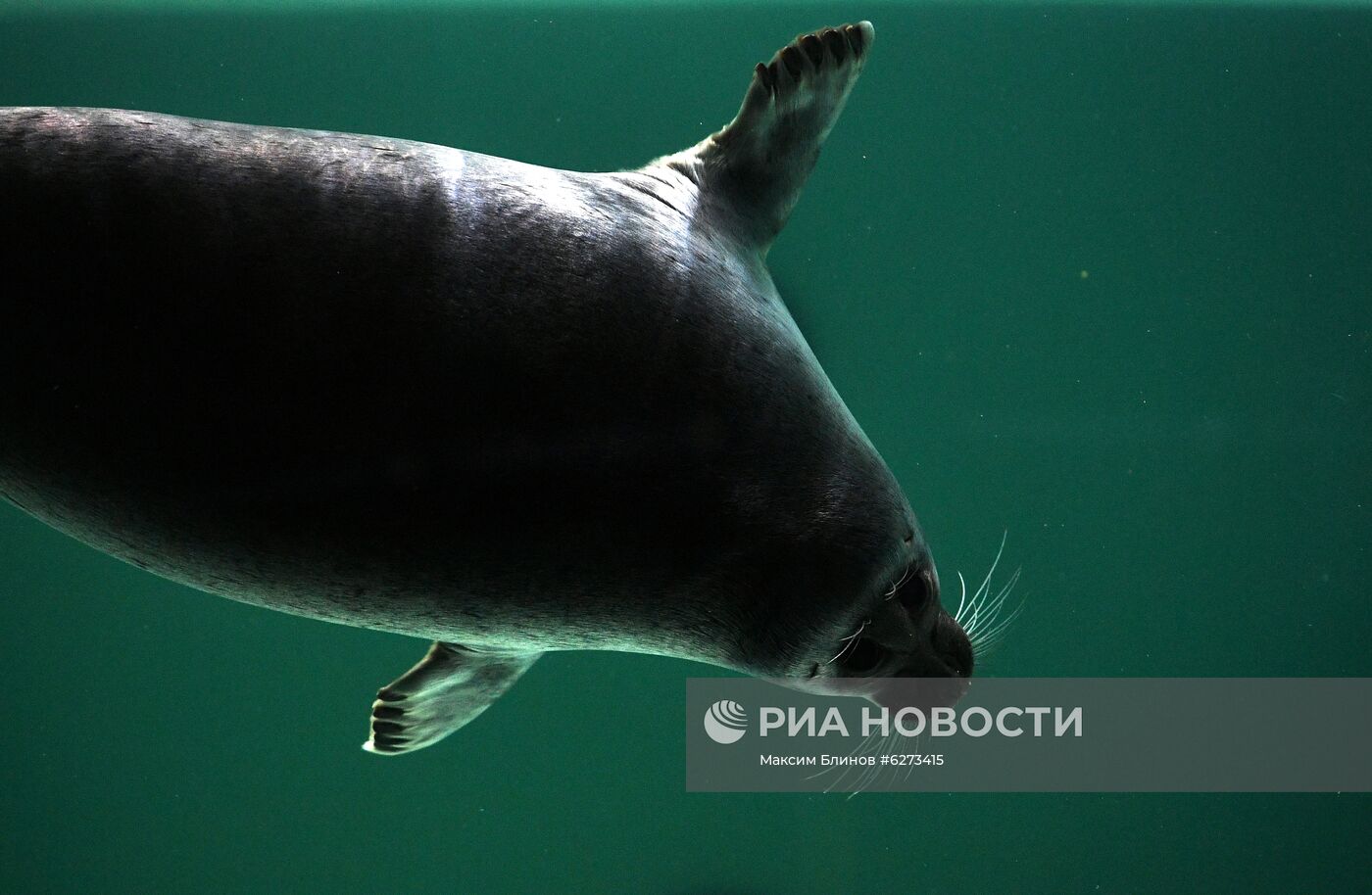 День мореплавателя в "Москвариуме"