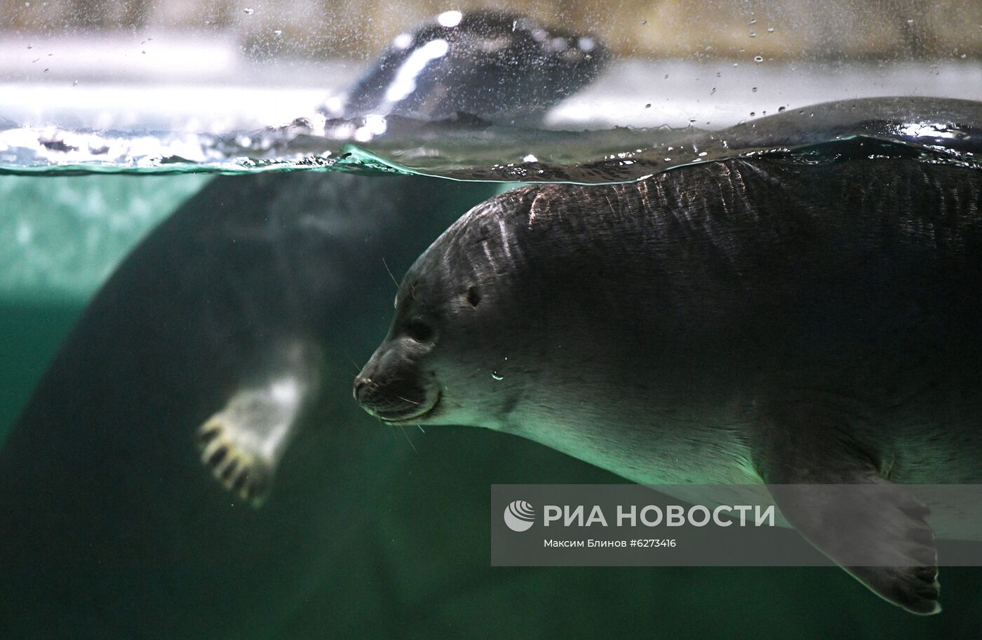 День мореплавателя в "Москвариуме"