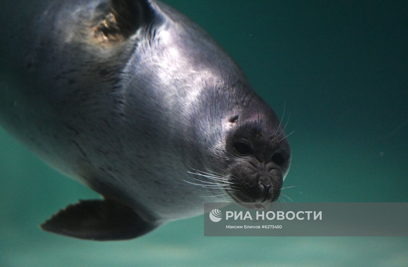 День мореплавателя в "Москвариуме"