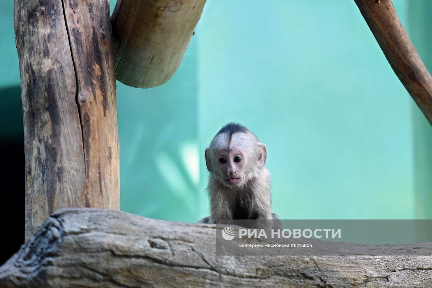 Детеныш капуцина плаксы в Московском зоопарке