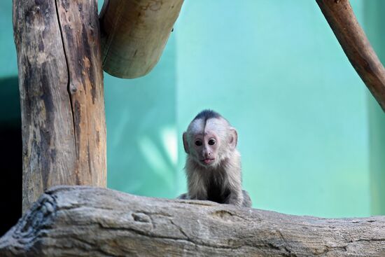 Детеныш капуцина плаксы в Московском зоопарке 