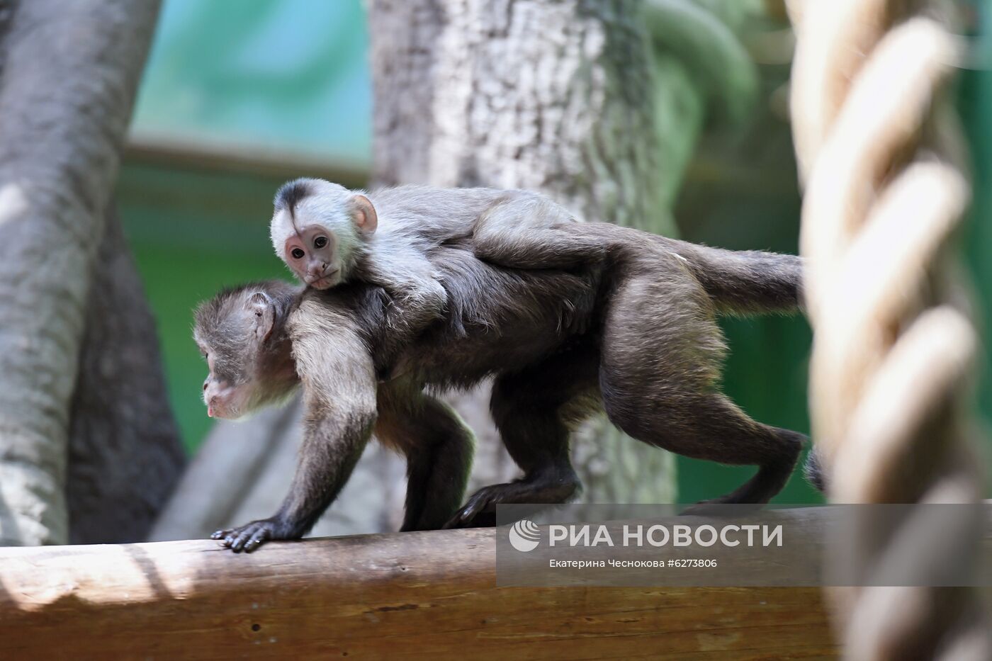 Детеныш капуцина плаксы в Московском зоопарке