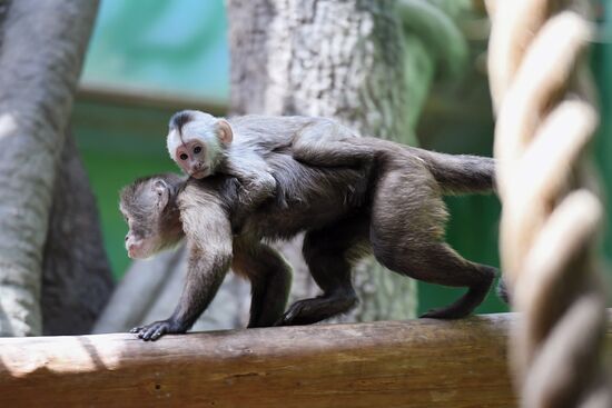 Детеныш капуцина плаксы в Московском зоопарке 