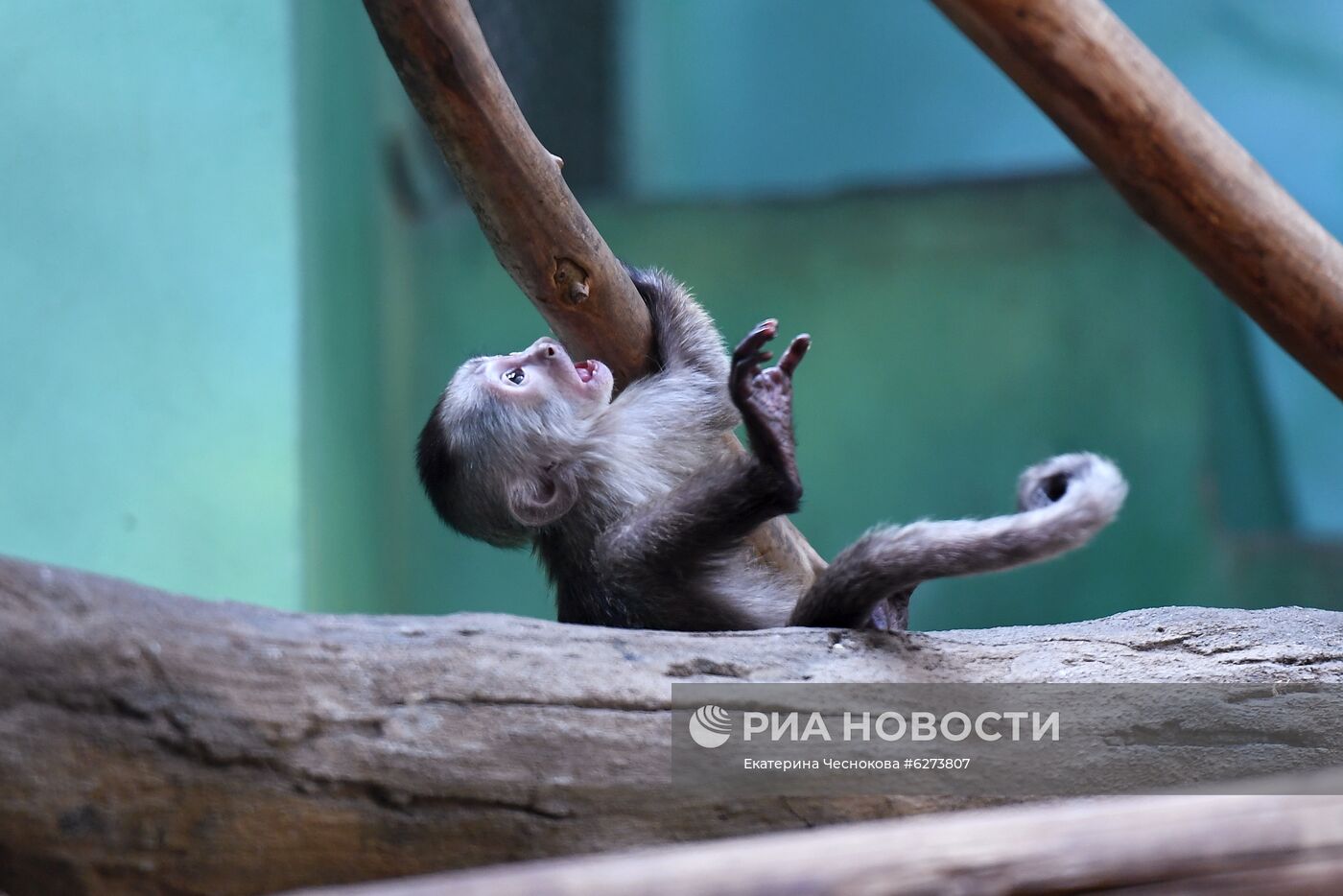 Детеныш капуцина плаксы в Московском зоопарке 
