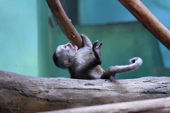 Детеныш капуцина плаксы в Московском зоопарке 