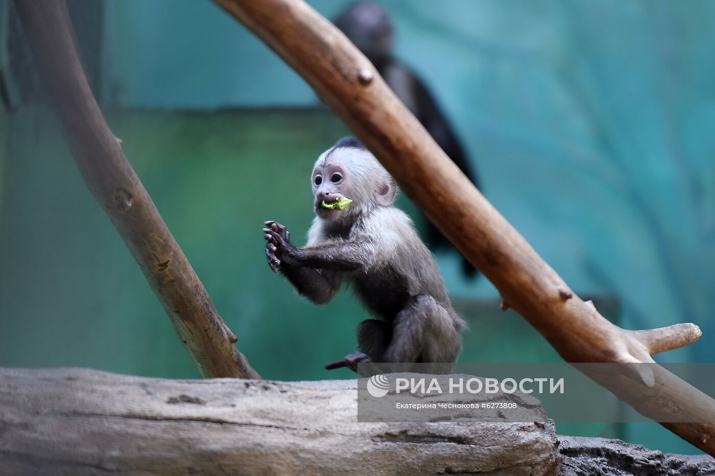 Детеныш капуцина плаксы в Московском зоопарке 