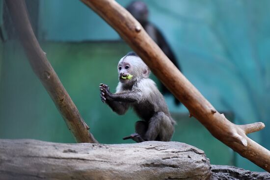 Детеныш капуцина плаксы в Московском зоопарке 