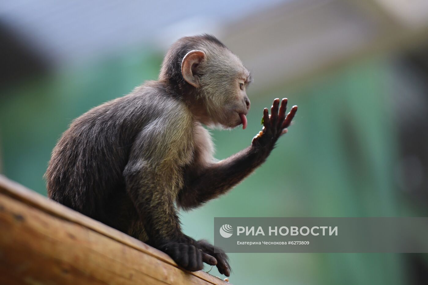 Детеныш капуцина плаксы в Московском зоопарке 